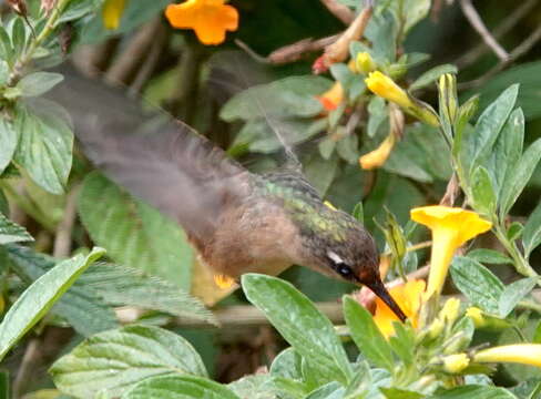 Imagem de Anthocephala Cabanis & Heine 1860