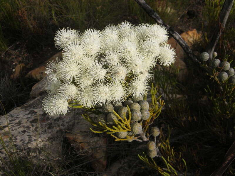 Image of Brunia noduliflora P Goldblatt & J. C. Manning