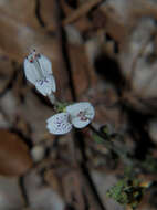 Image of Duvernoia pumila Lindau