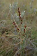 Plancia ëd Eragrostis capensis (Thunb.) Trin.