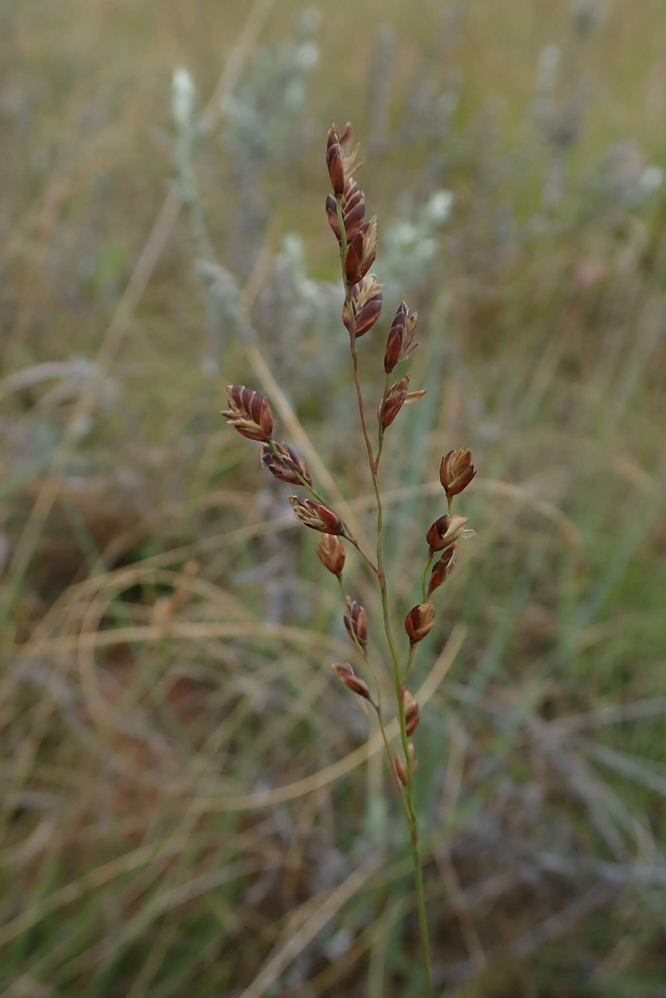 Plancia ëd Eragrostis capensis (Thunb.) Trin.