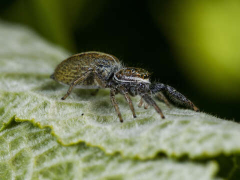 Image of Marpissa pomatia (Walckenaer 1802)