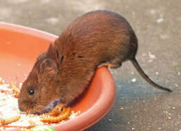 Image of Bank Vole