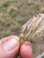 Plancia ëd Bothriochloa ewartiana (Domin) C. E. Hubb.