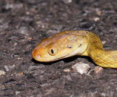 Image of Brown tree snake
