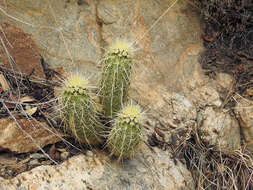 Image of Leding's Hedgehog Cactus