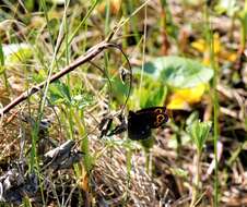 Image of Lapland Ringlet