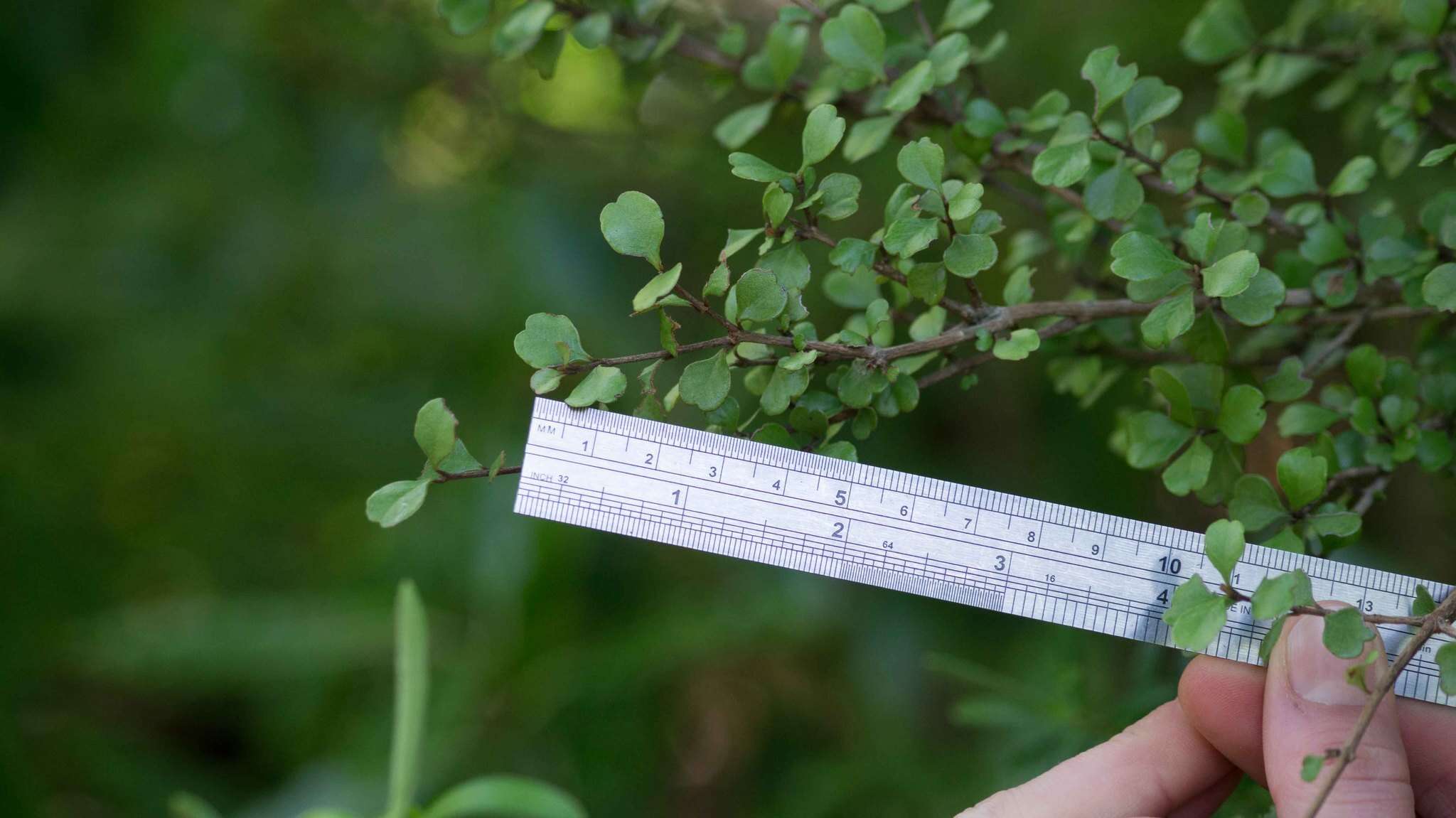 Imagem de Lophomyrtus obcordata (Raoul) Burret