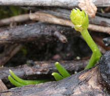 Image of Phylloglossum