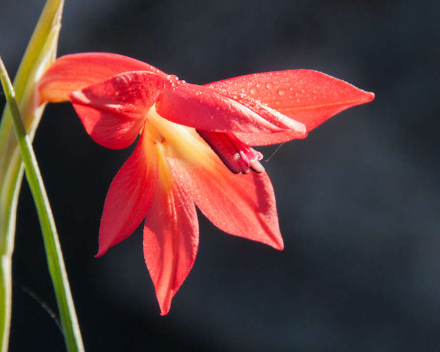 Imagem de Gladiolus priorii (N. E. Br.) Goldblatt & M. P. de Vos