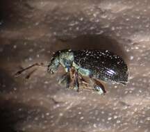 Image of Green Nettle Weevil