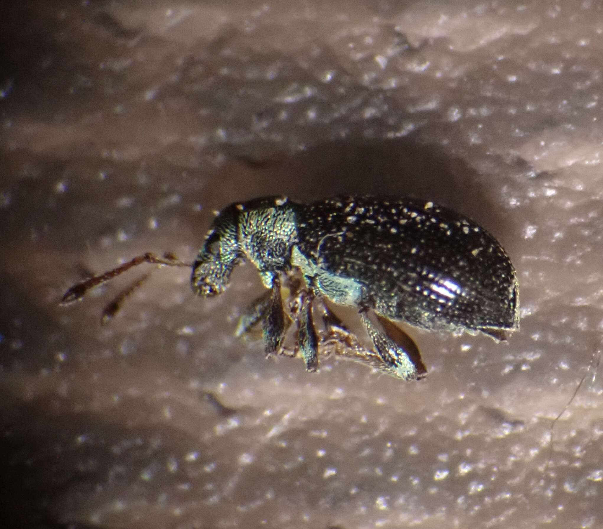 Image of Green Nettle Weevil