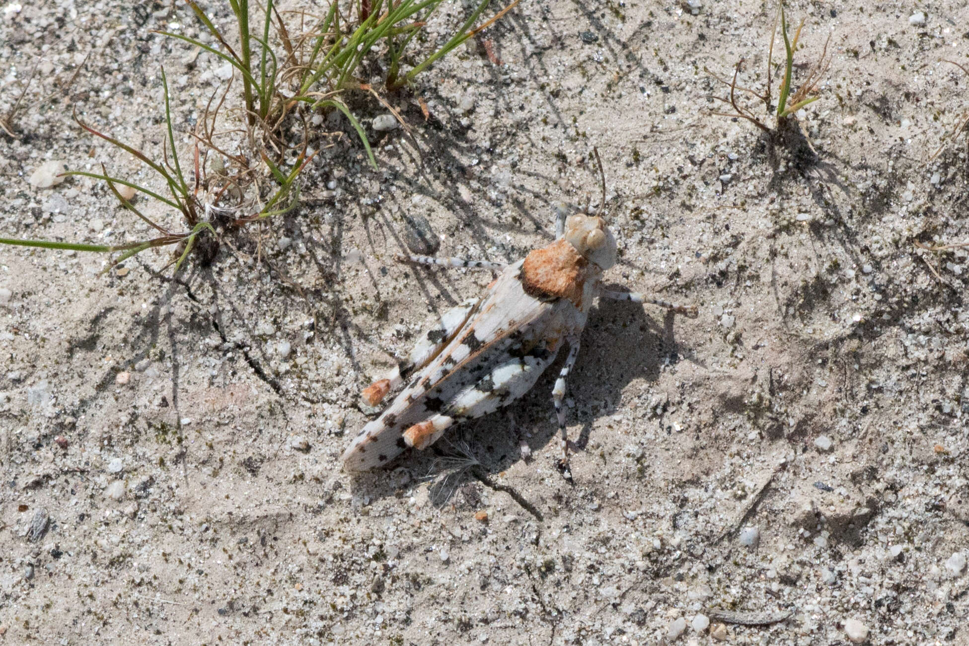 Image of Cream Grasshopper