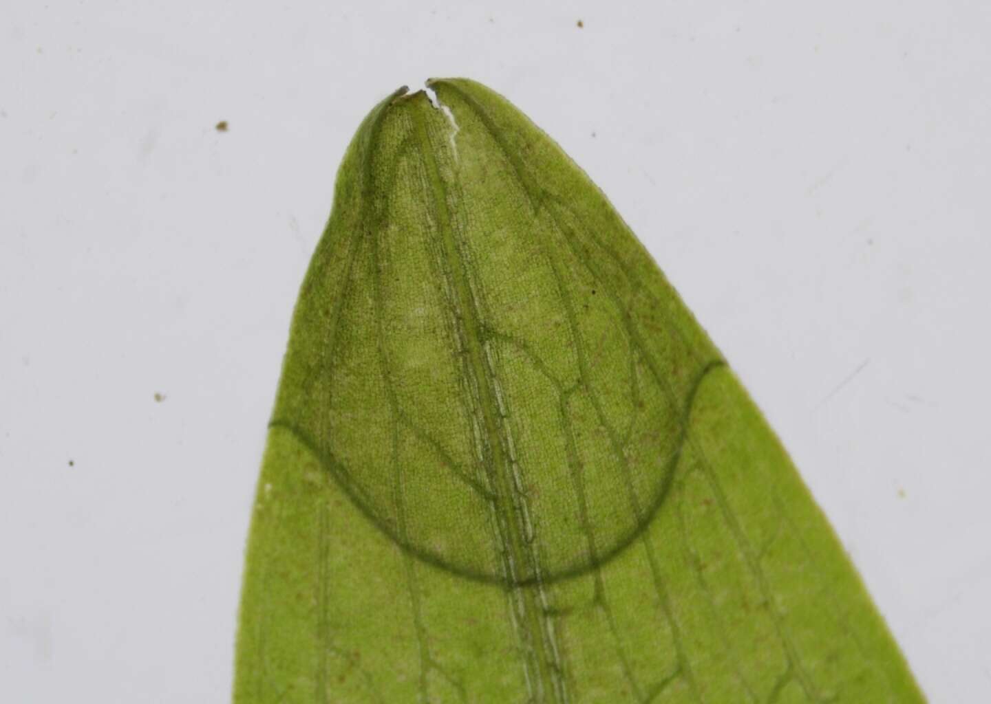 Image of Long-stalked Pondweed