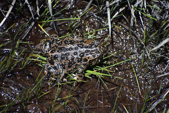 Sivun Anaxyrus canorus (Camp 1916) kuva