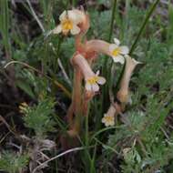 Image of clustered broomrape