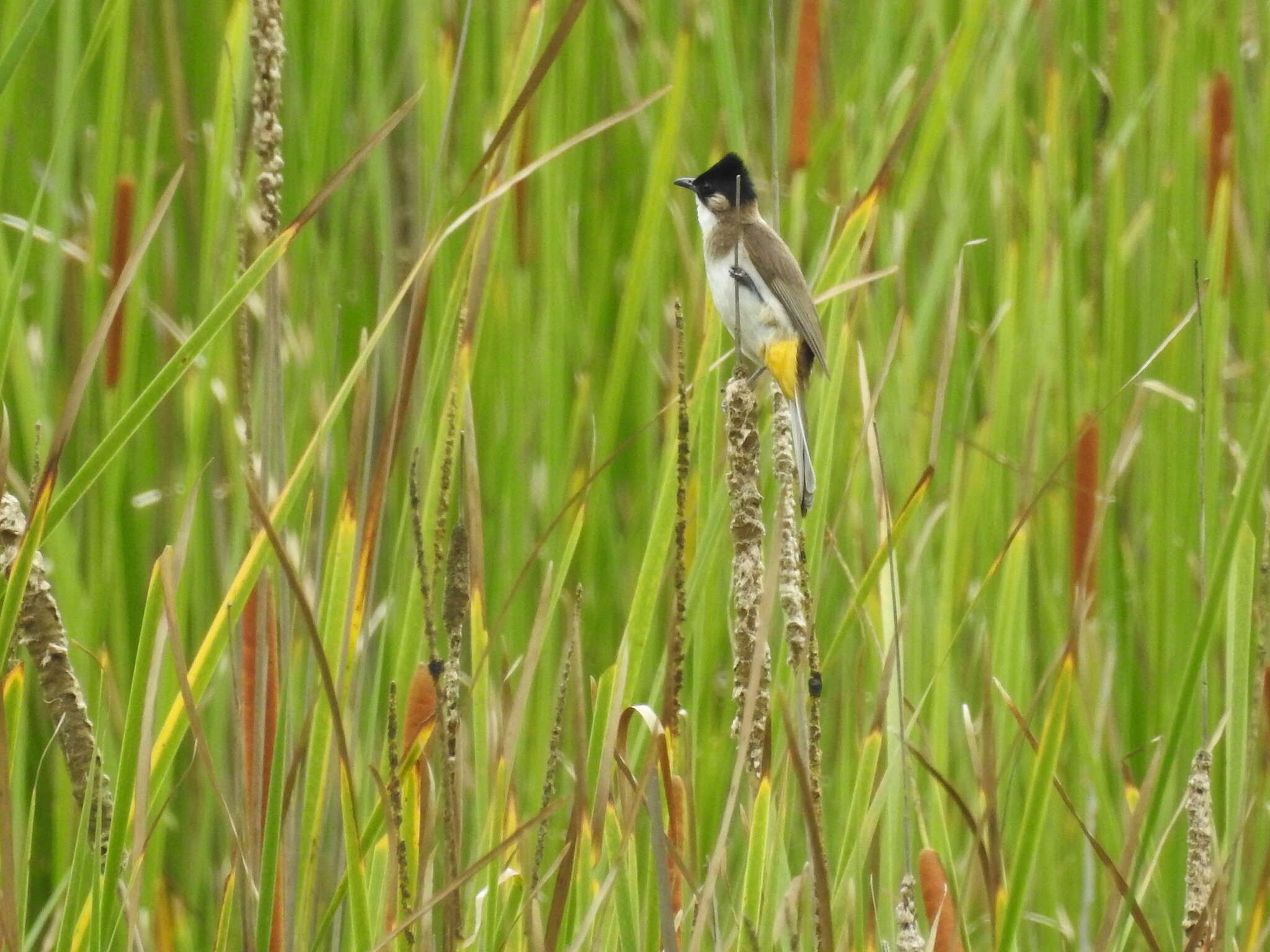 Image of Brown-breasted Bulbul