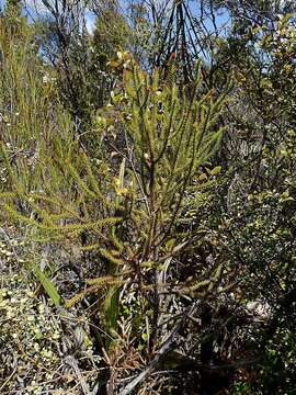 Image of Yellow Silver Pine