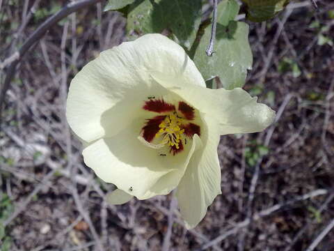 Image of upland cotton