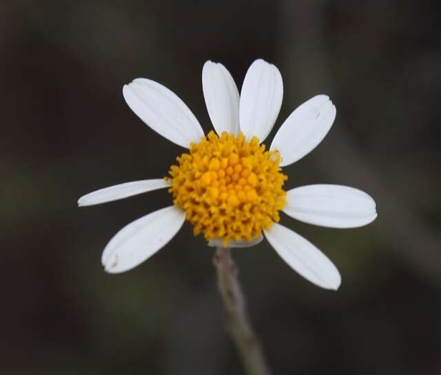 Image of Phymaspermum aphyllum Magee & Ruiters