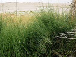 Image of Ephedra aphylla Forssk.