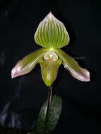 Image de Paphiopedilum javanicum (Reinw. ex Lindl.) Pfitzer