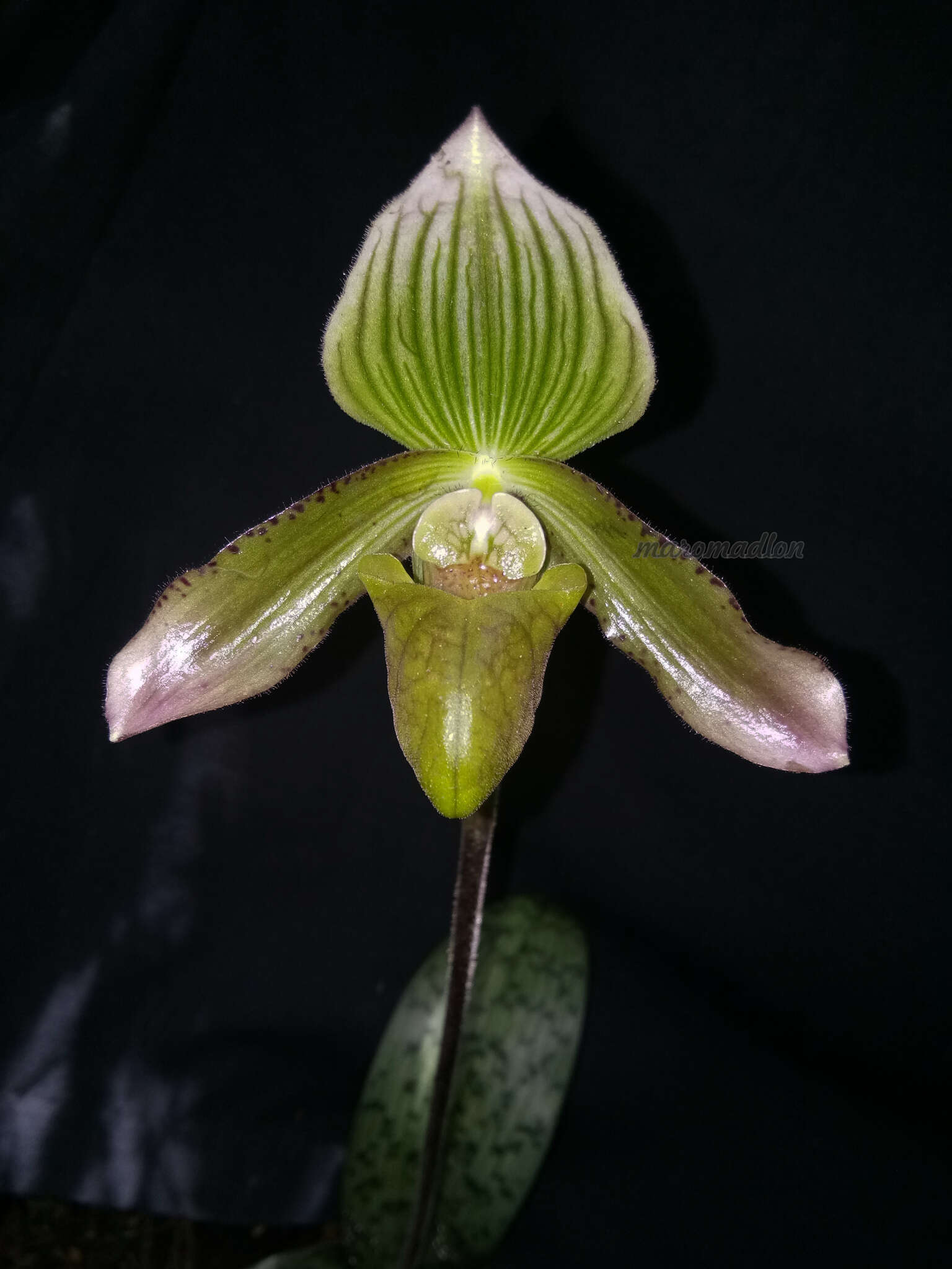 Слика од Paphiopedilum javanicum (Reinw. ex Lindl.) Pfitzer