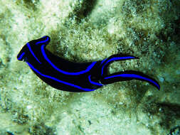 Image of Black and blue swallowtail slug