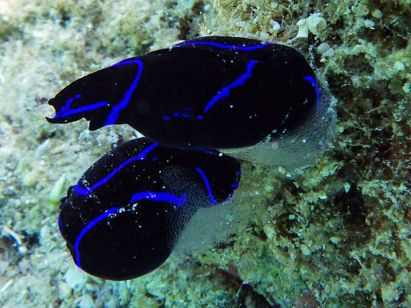 Image of Black and blue swallowtail slug