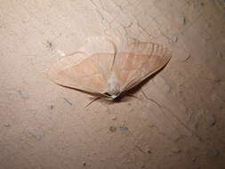 Hylaea fasciaria Linnaeus 1758的圖片