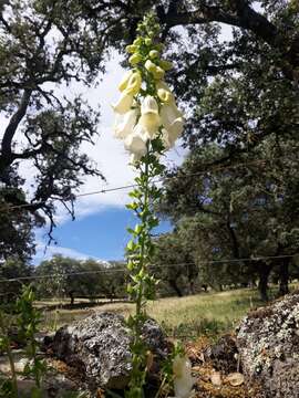 Image of Digitalis mariana subsp. heywoodii (Pinto da Silva & Silva) P. A. Hinz