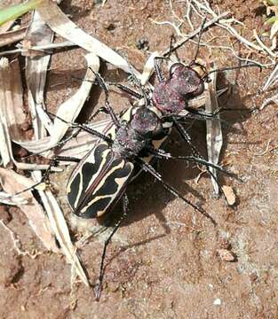 Image of Cicindela (Ropaloteres) alluaudi W. Horn 1911