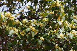 Imagem de Illicium anisatum L.