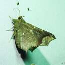 Amphigonia hepatizans Guenée 1852的圖片