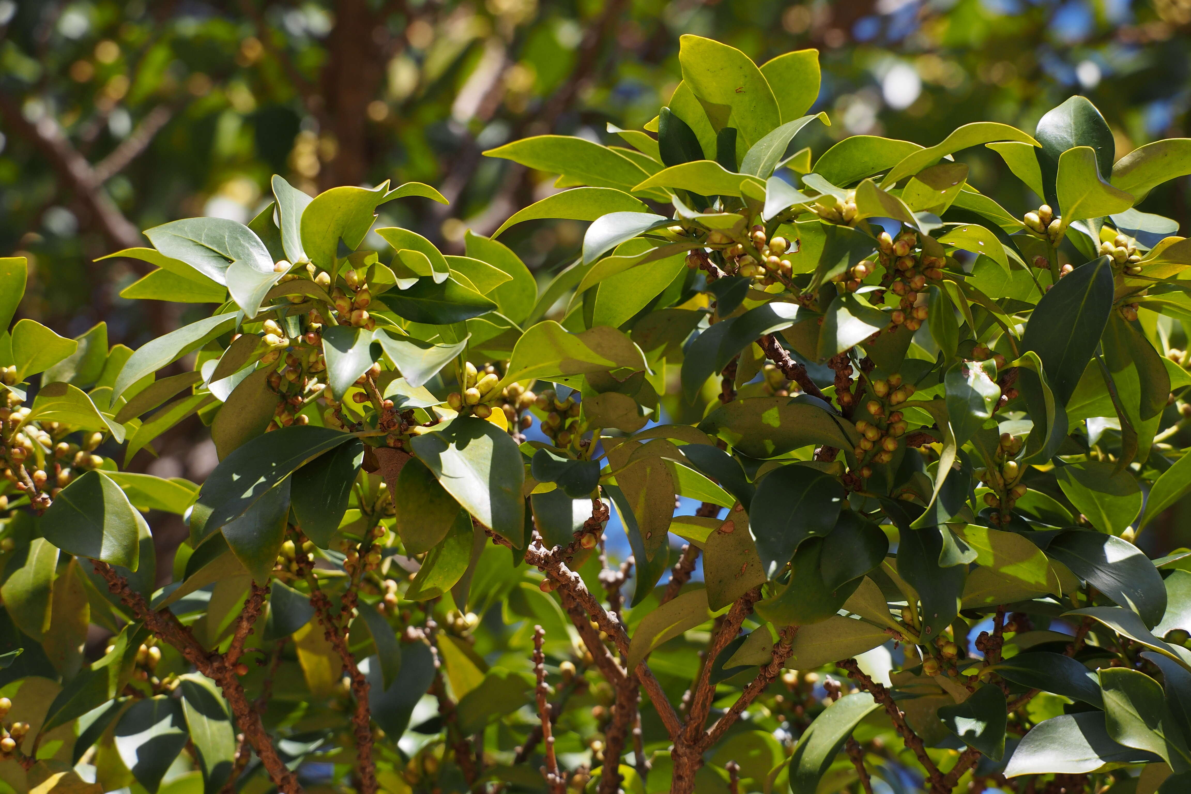 Imagem de Illicium anisatum L.