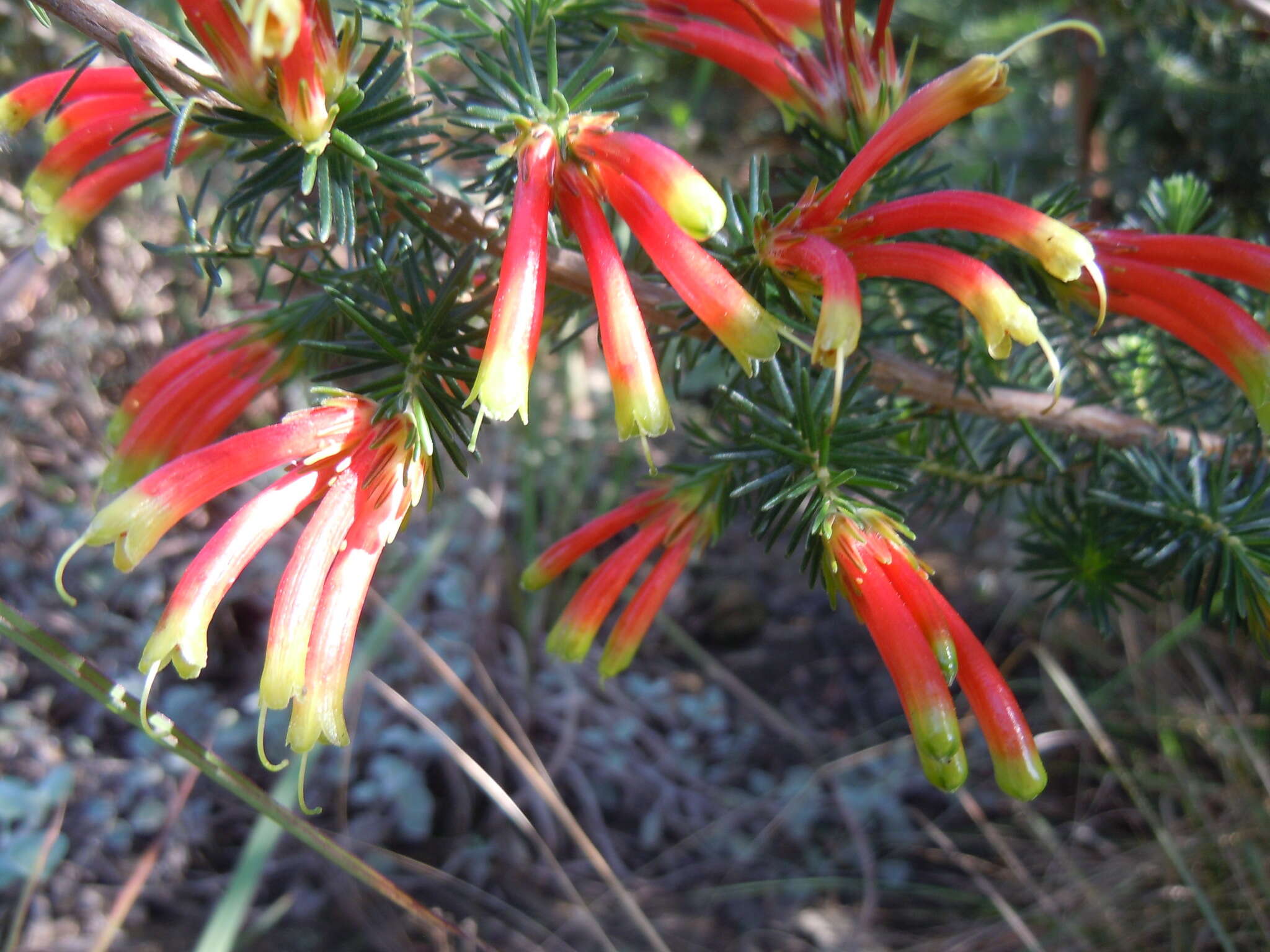 Image of Erica unicolor subsp. georgensis E. G. H. Oliv. & I. M. Oliv.