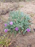 Image de Oxytropis lanata (Pall.) DC.