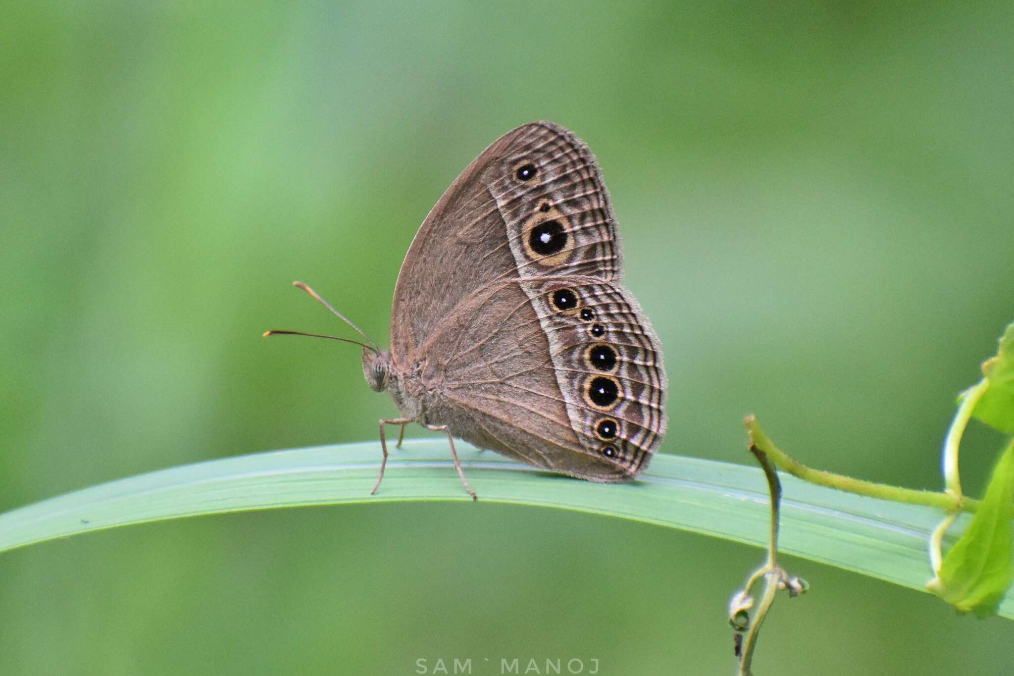 Imagem de Mycalesis mineus Linnaeus 1858