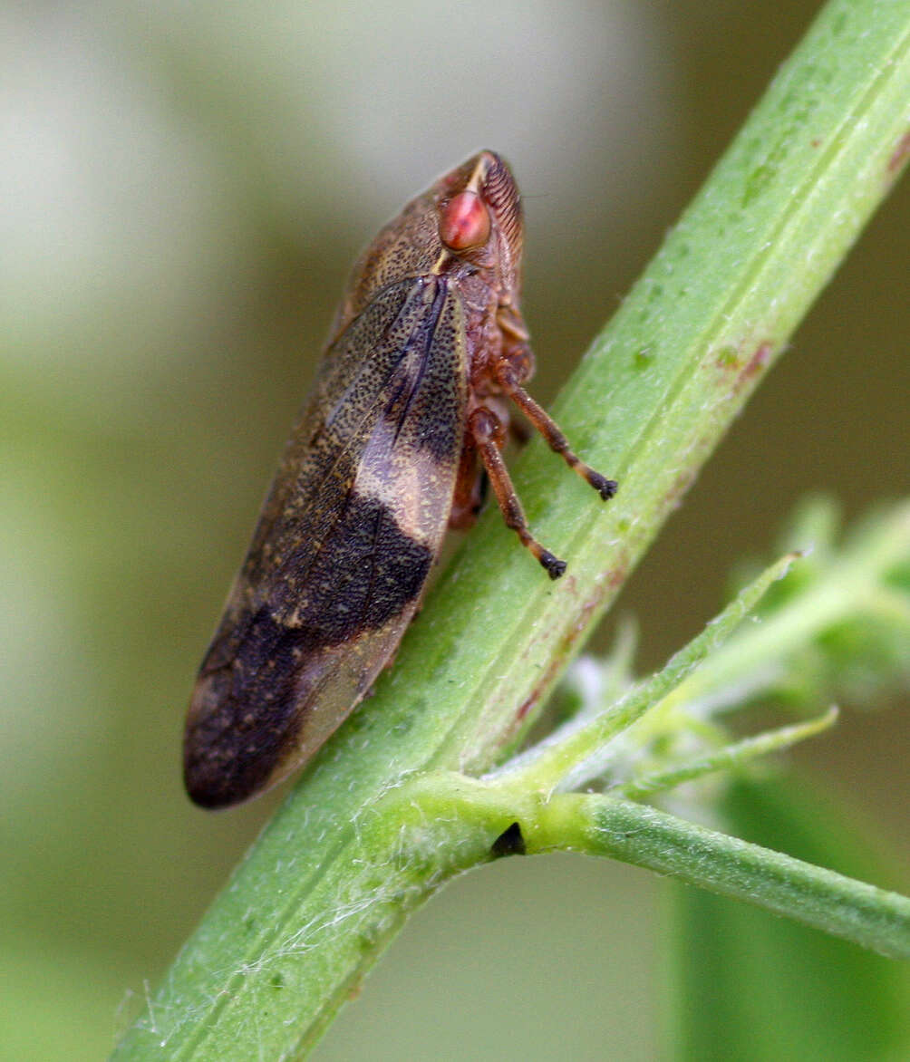 Image of European Alder Spittlebug