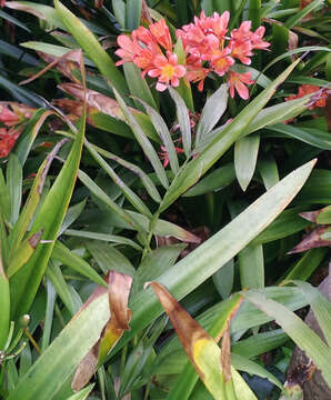 Image of Curly Palm