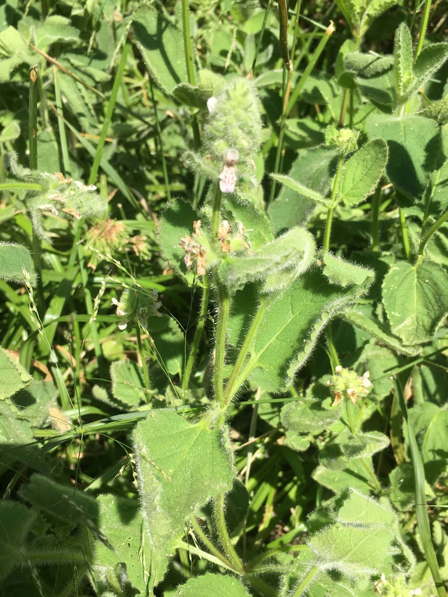 Image de Stachys pycnantha Benth.