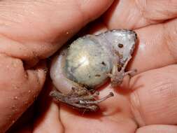 Image of brown leaping frog