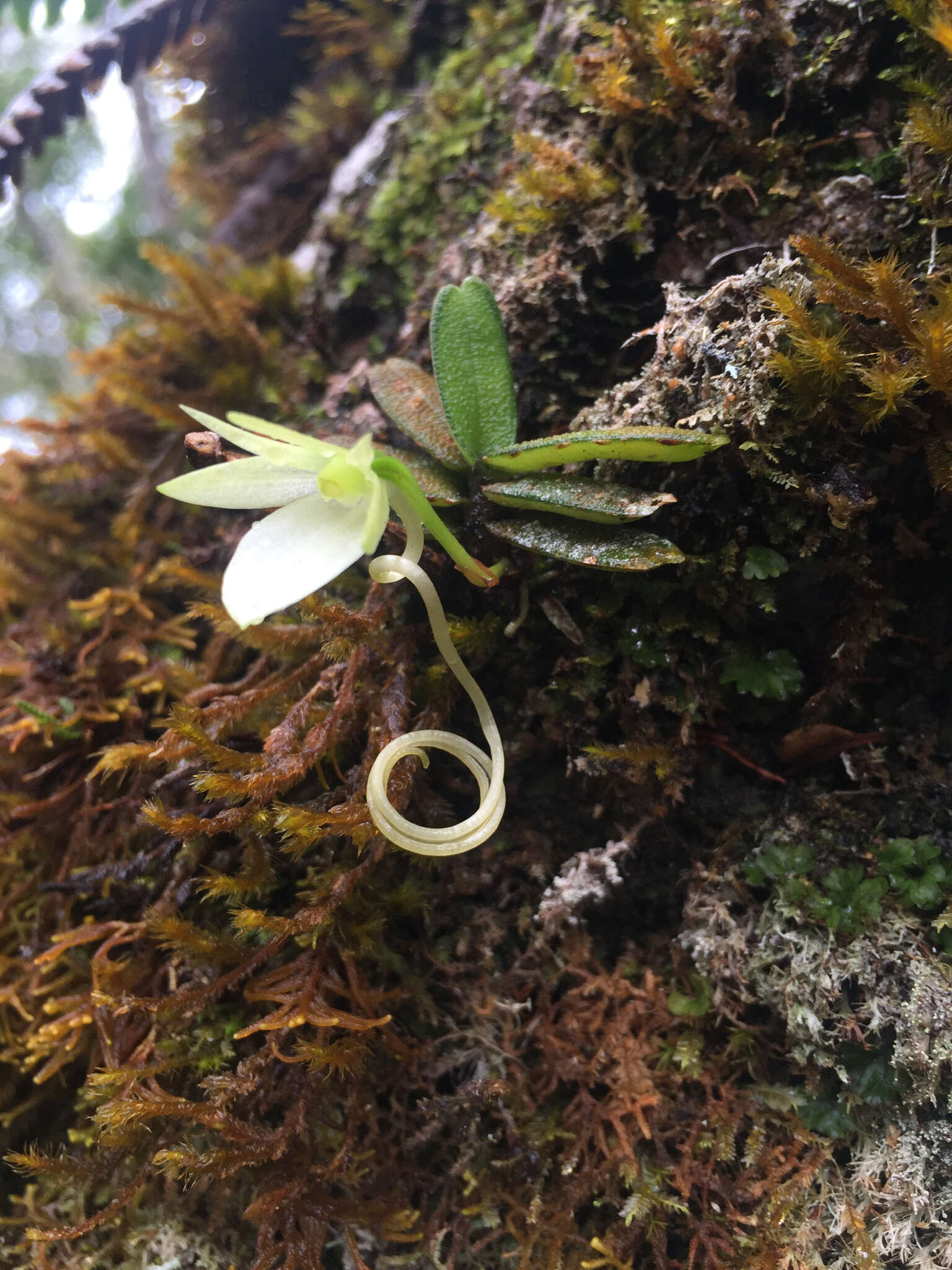 Слика од Angraecum urschianum Toill.-Gen. & Bosser