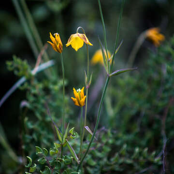 Image of Calochortus barbatus (Kunth) Painter