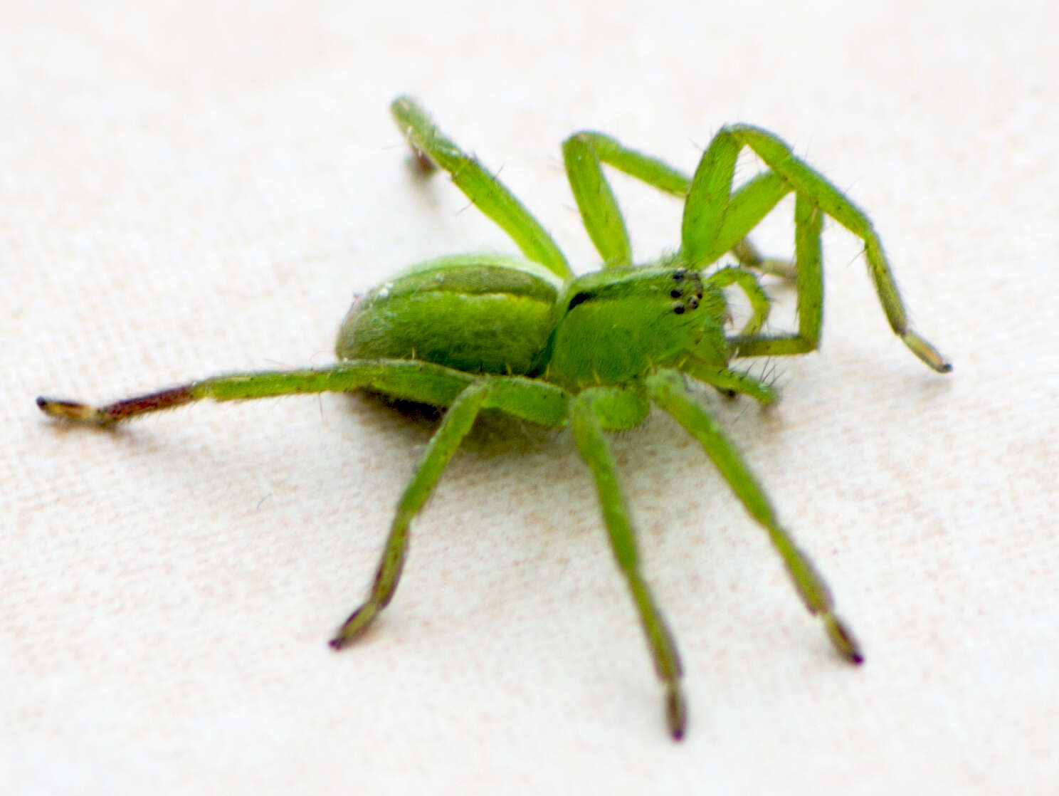 Image of Micrommata ligurina (C. L. Koch 1845)