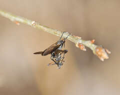 Imagem de Empis borealis Linnaeus 1758