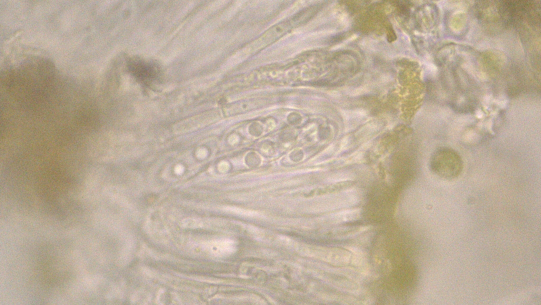 Imagem de Candelariella xanthostigmoides (Müll. Arg.) R. W. Rogers