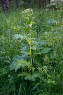 Image of Heracleum dissectum Ledeb.