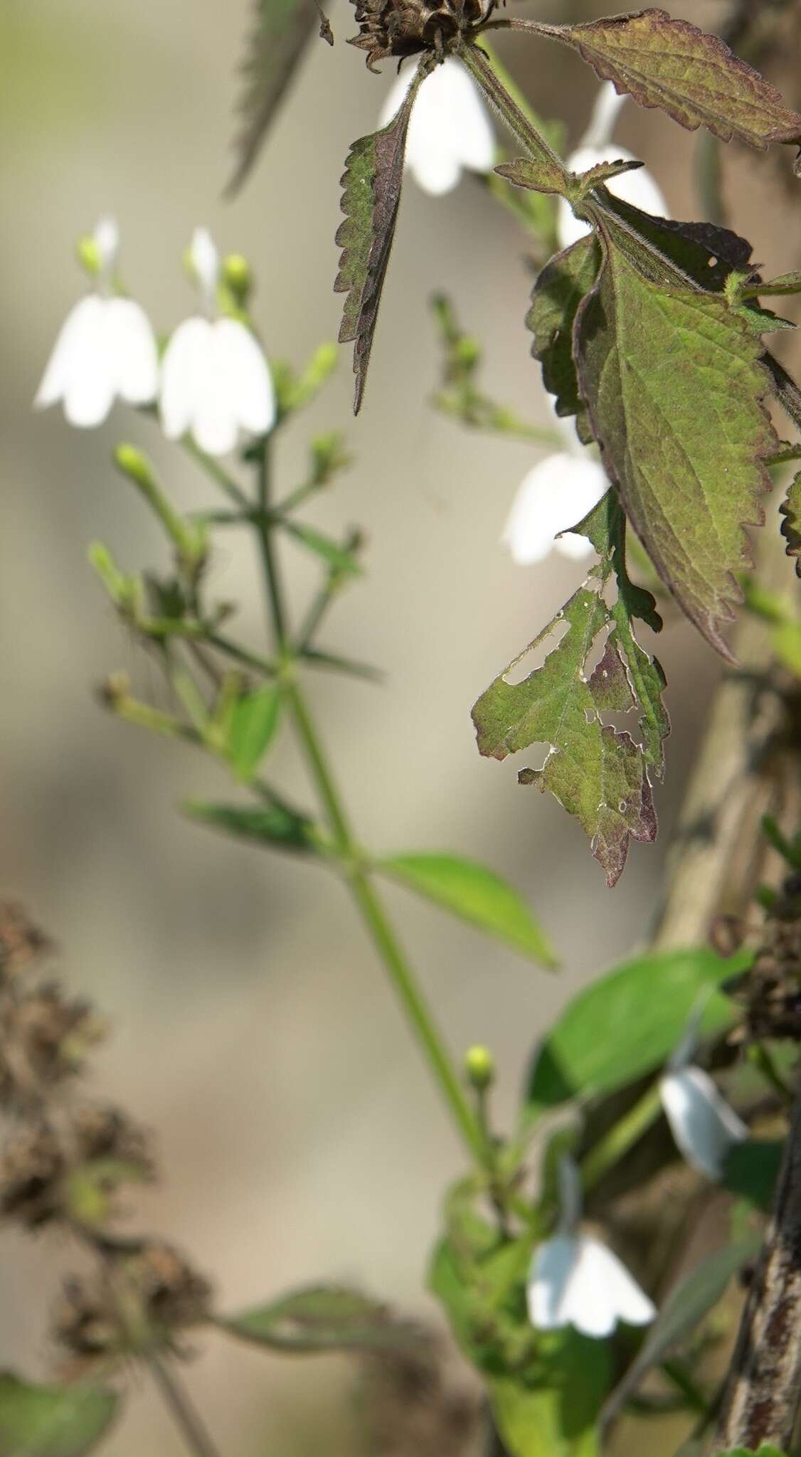 Rhinacanthus nasutus (L.) Kuntze resmi