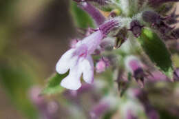 Image of dentate false pennyroyal